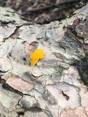 Dacrymyces chrysospermus