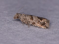 Pelochrista consobrinana