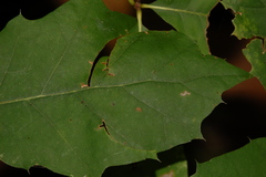 Attelabinae