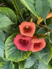 Campsis radicans