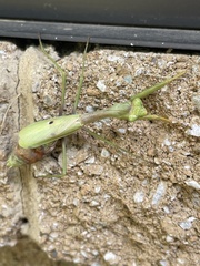 Stagmomantis carolina