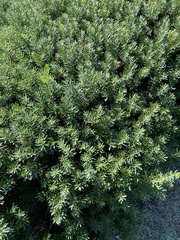 Taxus cuspidata