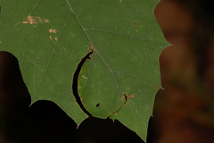Attelabinae