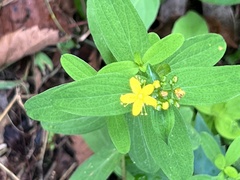 Hypericum canadense
