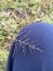 Dichanthelium acuminatum