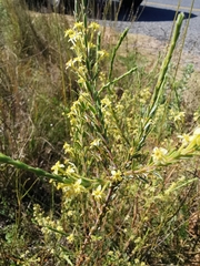 Struthiola eckloniana