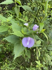 Centrosema virginianum