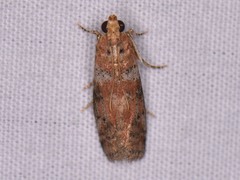 Sciota rubrisparsella