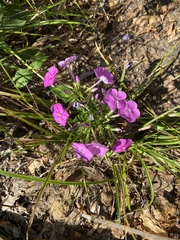 Phlox glaberrima
