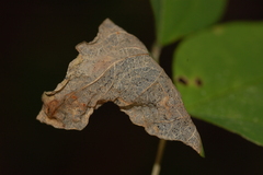 Sumitrosis rosea