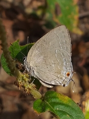 Strephonota tephraeus