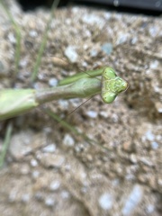 Stagmomantis carolina