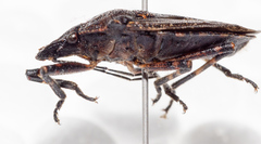 Brochymena carolinensis