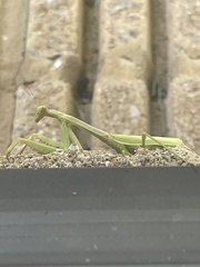Stagmomantis carolina