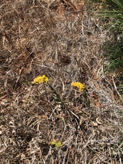 Solidago velutina