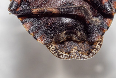 Brochymena carolinensis