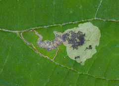 Aspilanta hydrangaeella