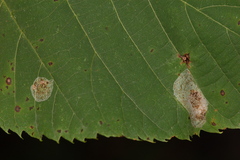 Phyllonorycter tiliacella