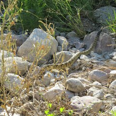 Crotalus molossus molossus