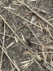 Camponotus laevissimus