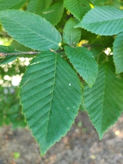 Ulmus rubra