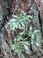 Polypodium scouleri