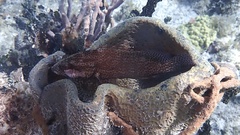 Cephalopholis cruentata