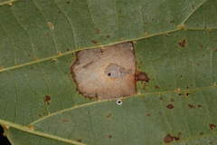 Phyllonorycter lucetiella