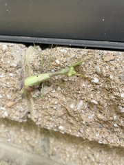 Stagmomantis carolina