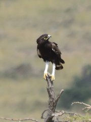 Lophaetus occipitalis