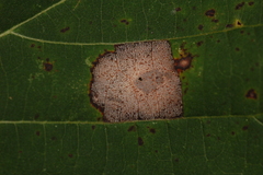 Phyllonorycter lucetiella