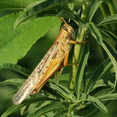 Schistocerca americana