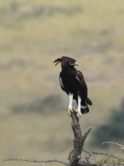 Lophaetus occipitalis