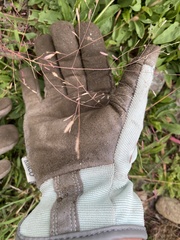 Eragrostis spectabilis