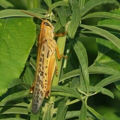 Schistocerca americana
