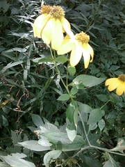 Helianthus strumosus