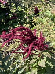 Amaranthus