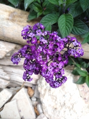 Heliotropium arborescens