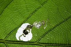 Aspilanta hydrangaeella