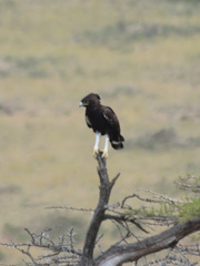 Lophaetus occipitalis