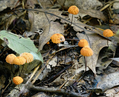 Marasmius siccus
