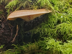Lactarius
