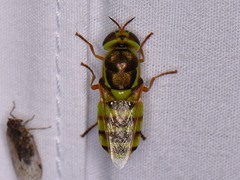 Odontomyia cincta