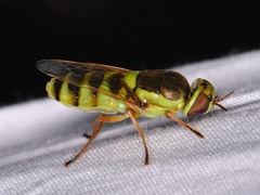 Odontomyia cincta