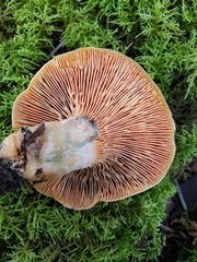 Lactarius