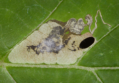 Aspilanta hydrangaeella