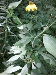 Helianthus strumosus