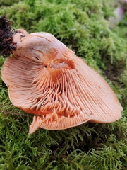 Lactarius