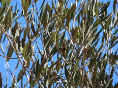 Delta unguiculatum
