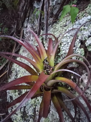 Tillandsia gymnobotrya